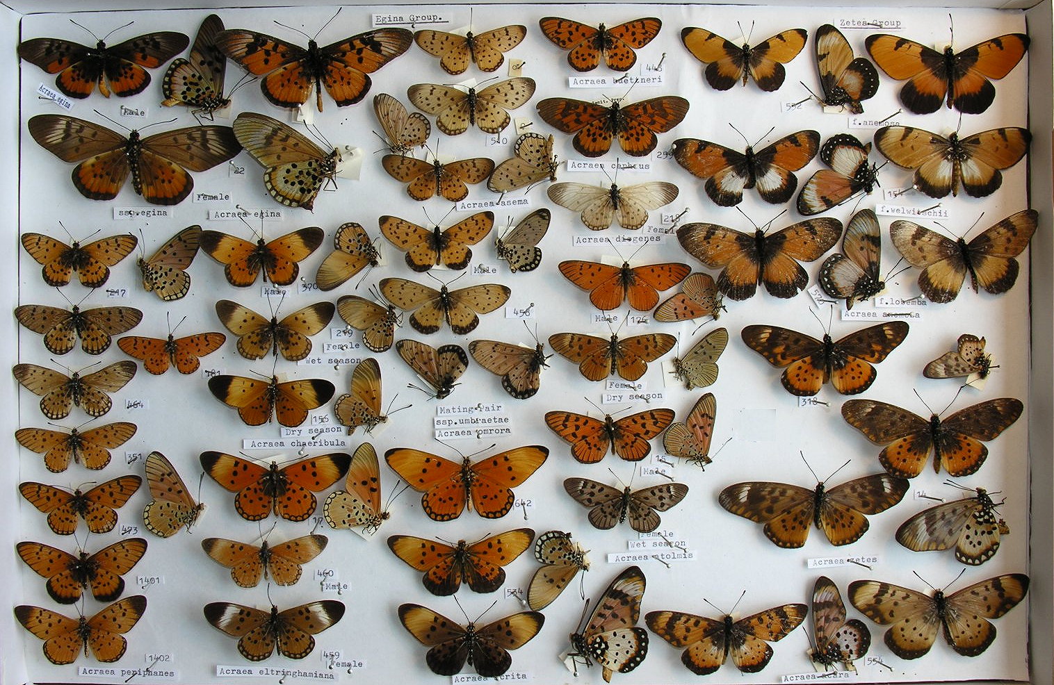 Коллекция бабочек Бутлерова